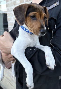 Prachtige Boerenfox pup