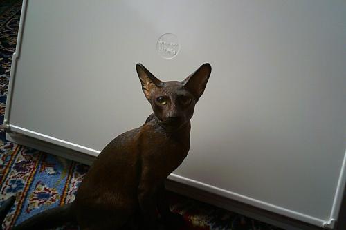 Levensecht beeld siamese kat ...