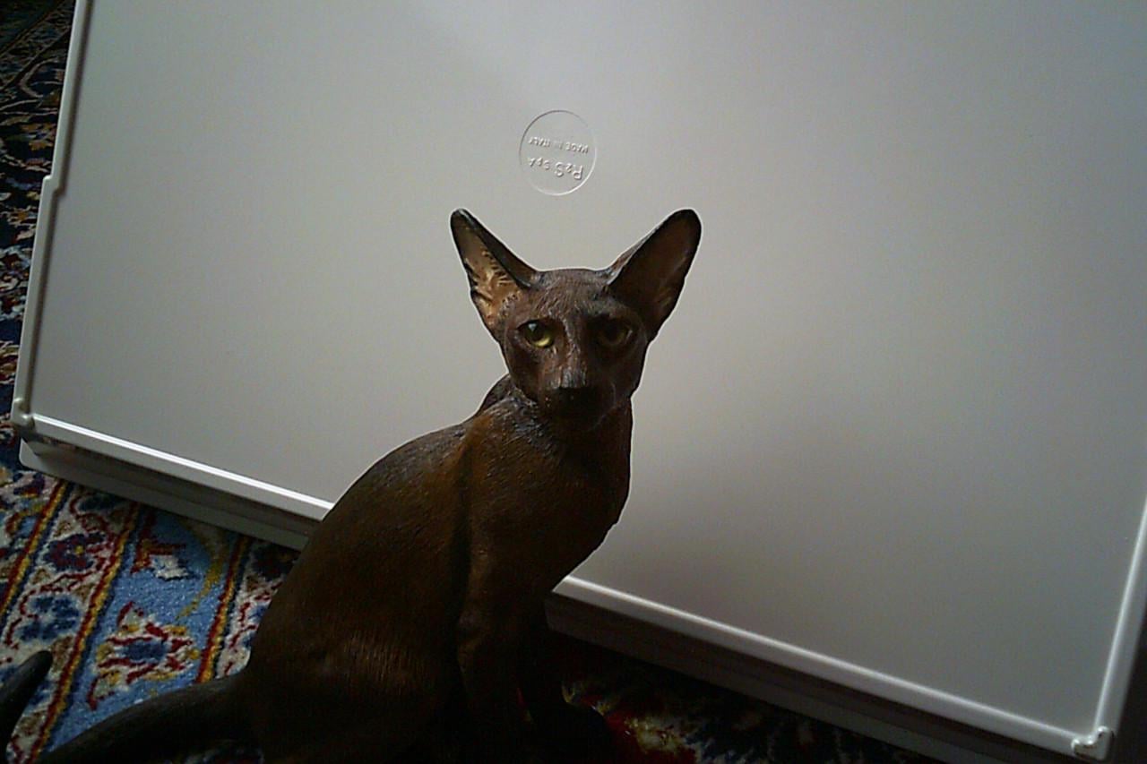 Levensecht beeld siamese kat ...