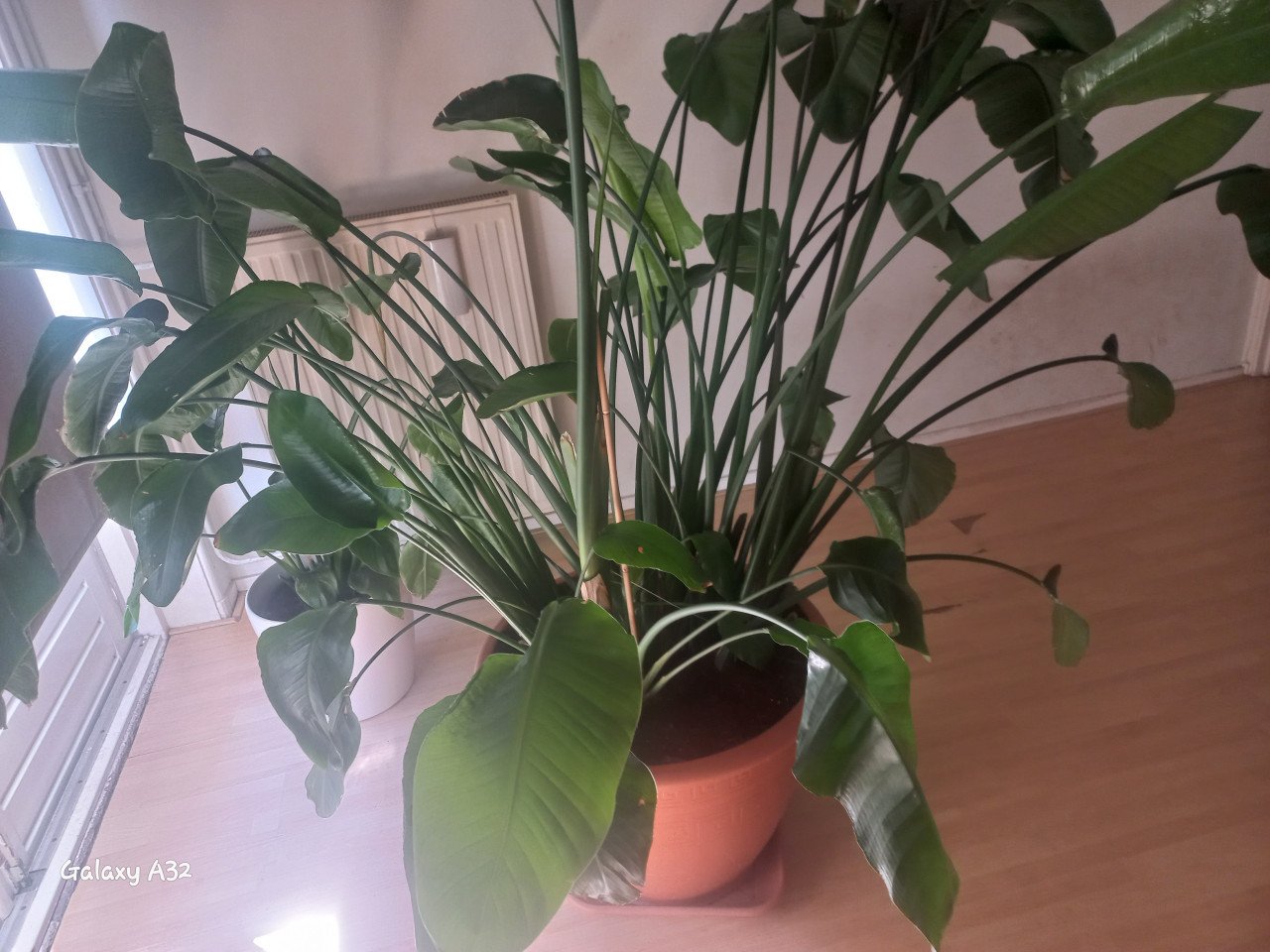Strelitzia  - Paradijsvogelplant