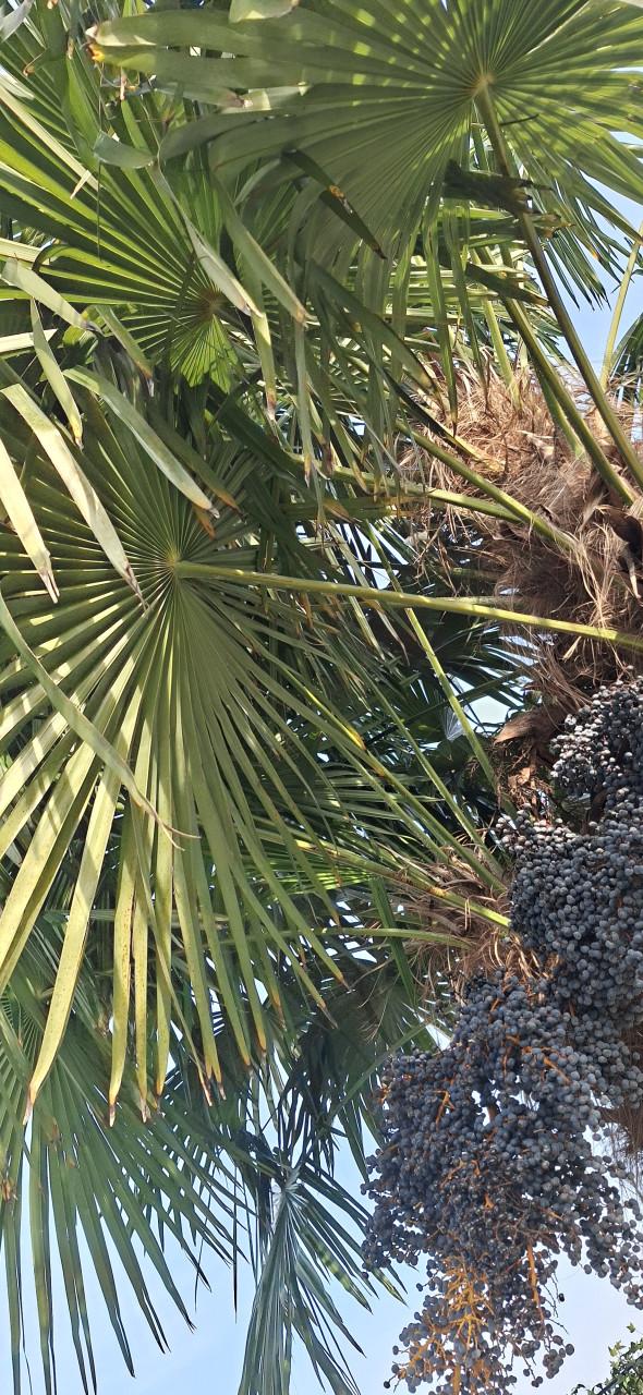 Palmboom zaad Fortuneipalm grote tros €10