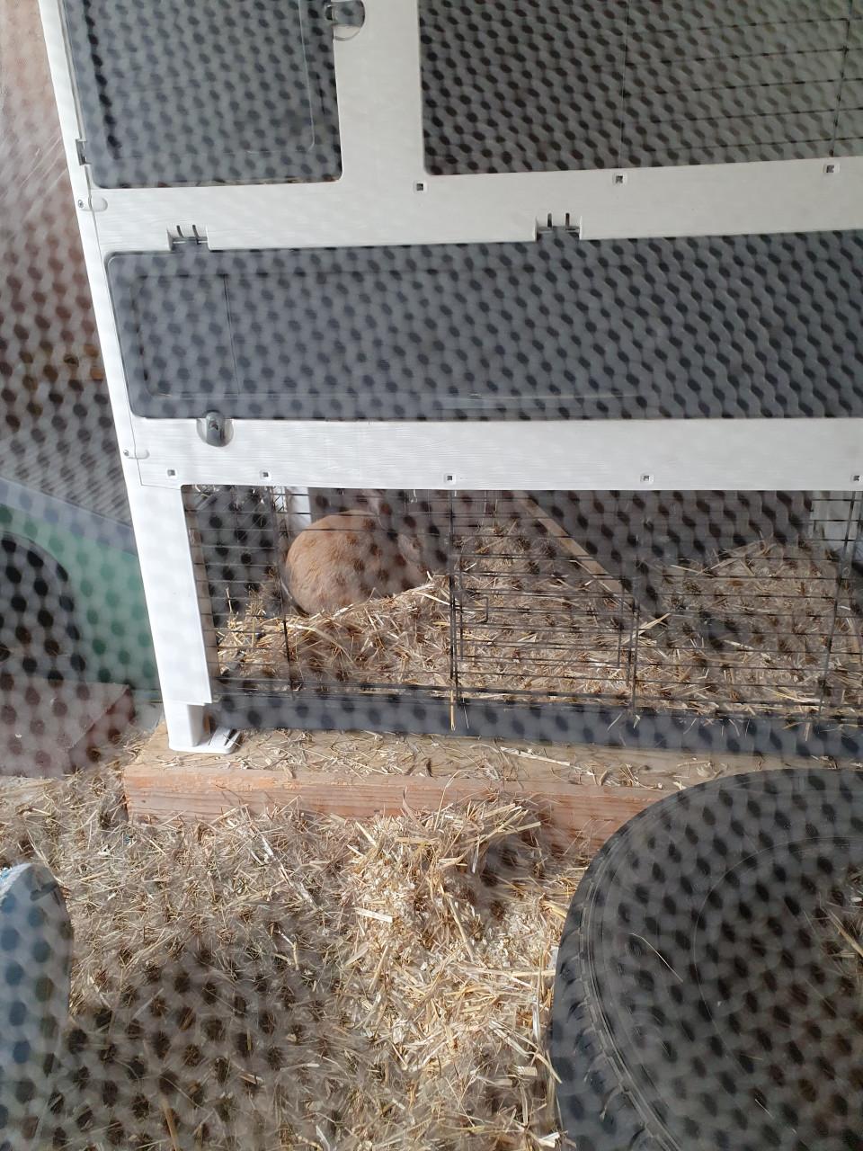 Ons konijn Pluisje is erg eenzaam na het overlijden van zijn maatje