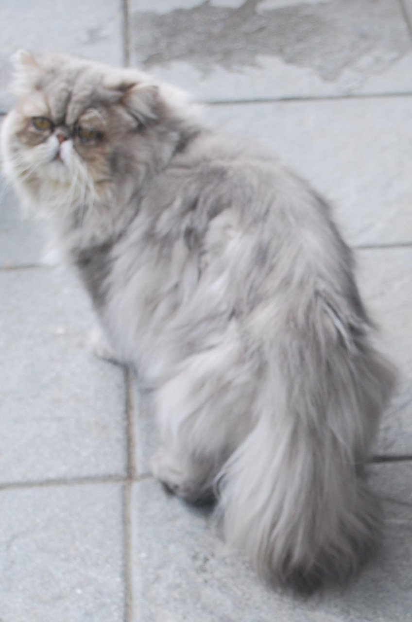 Perzische bleu shaded golden kater