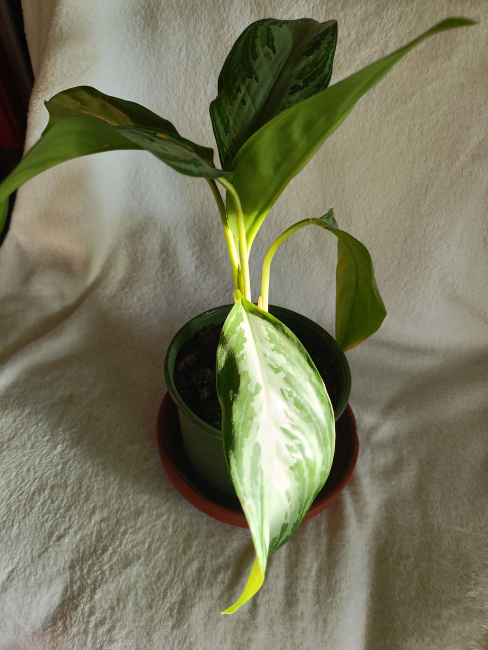 Jonge kamerplant