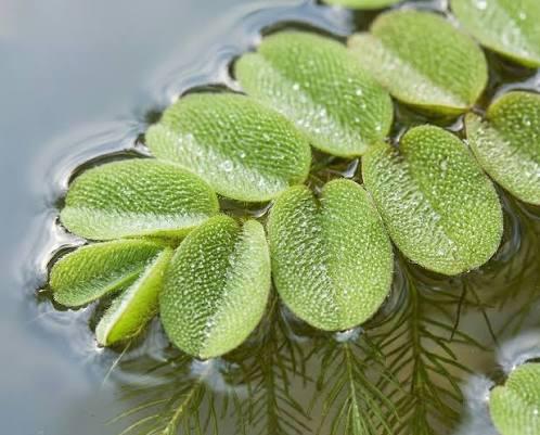 SalvibiaSalvinia Natans - drijfplant