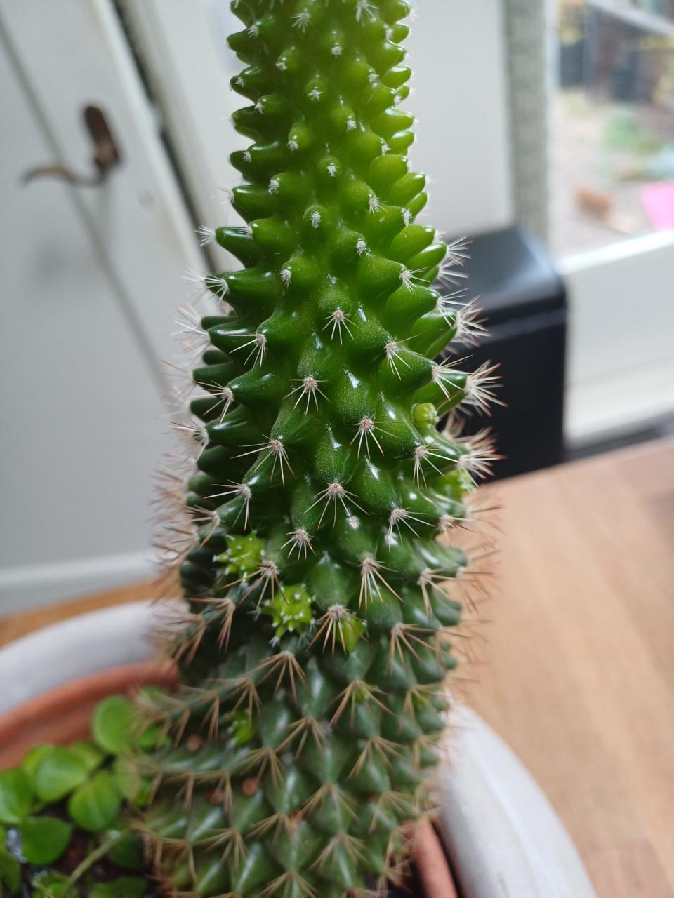 Cactus + planten arrangement in mooie, grijze schaal (zwaar)