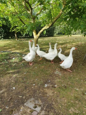 Mooie witte ganzen
