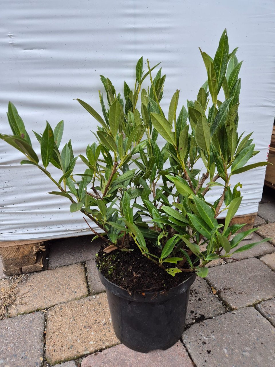 Prunus Otto Luijken laurierkers