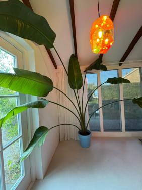 Grote Strelitzia Nicolai - Paradijsvogelplant kamerplant