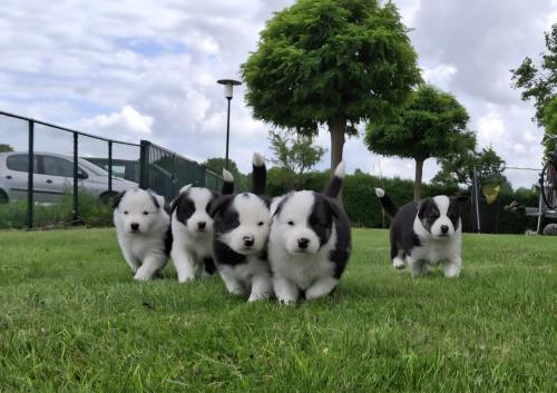 Bordercollie pups