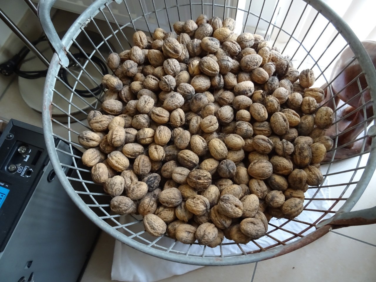 TE KOOP WALNOTEN RECHT VAN DE BOOM PER KG €6.00