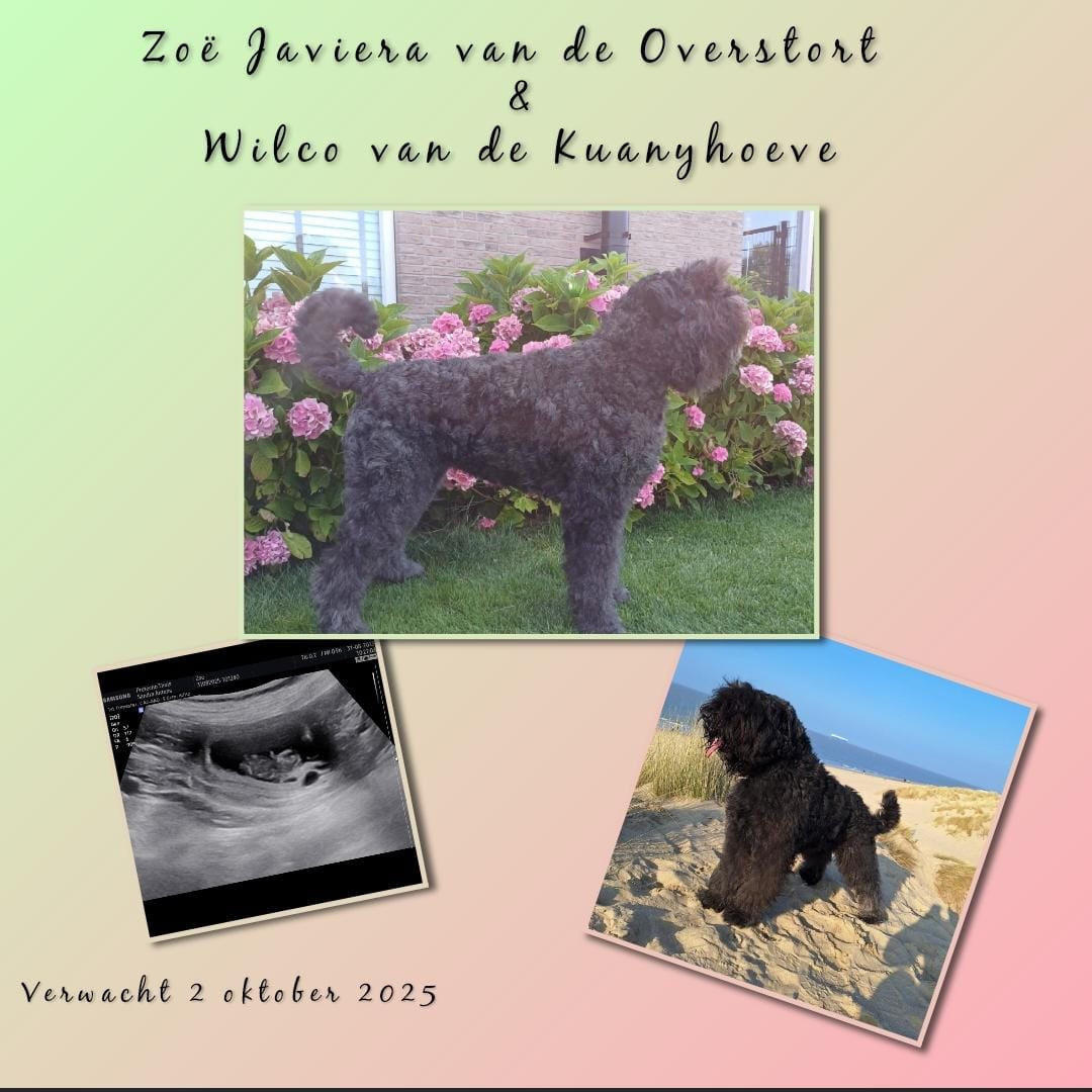 Bouvierpuppy`s inschrijven nog mogelijk