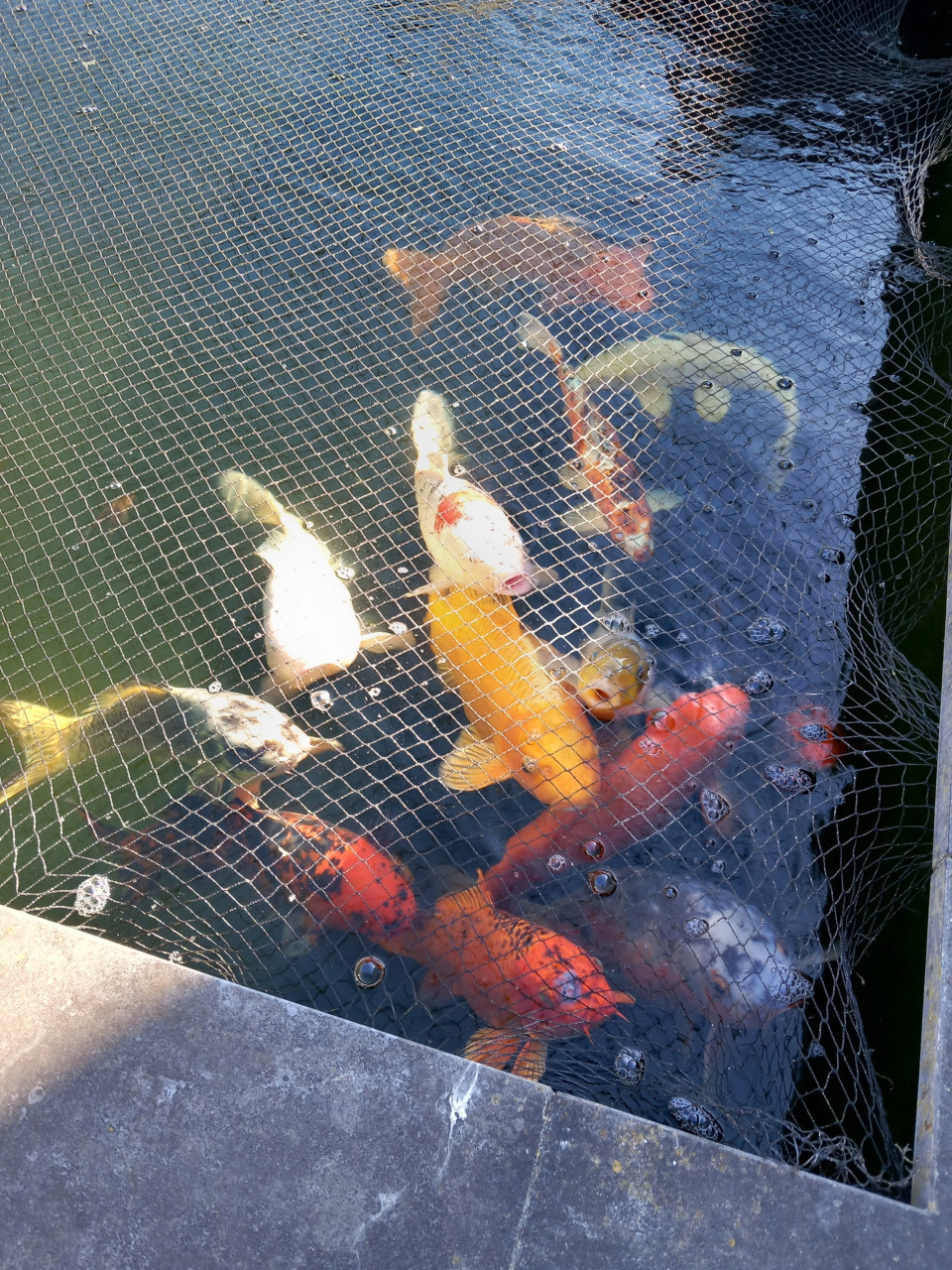 Koi,s