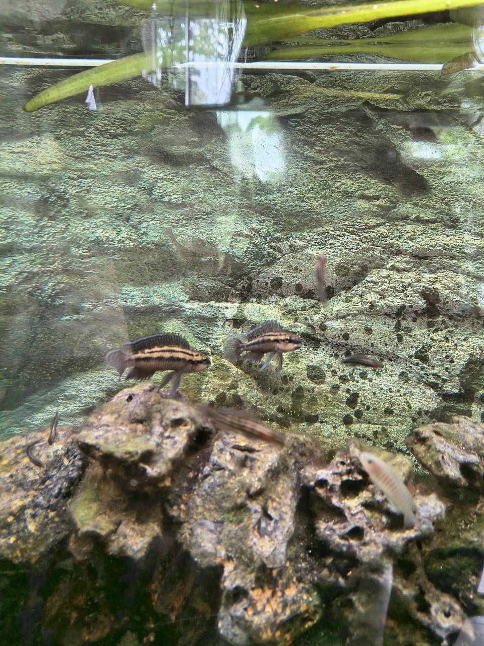 Julidochromis dickfeldi
