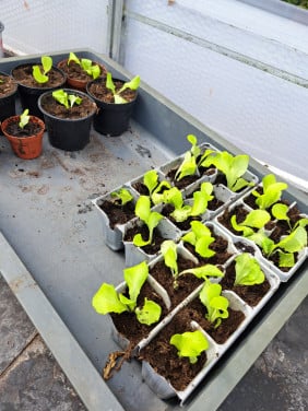 Slaplantjes
