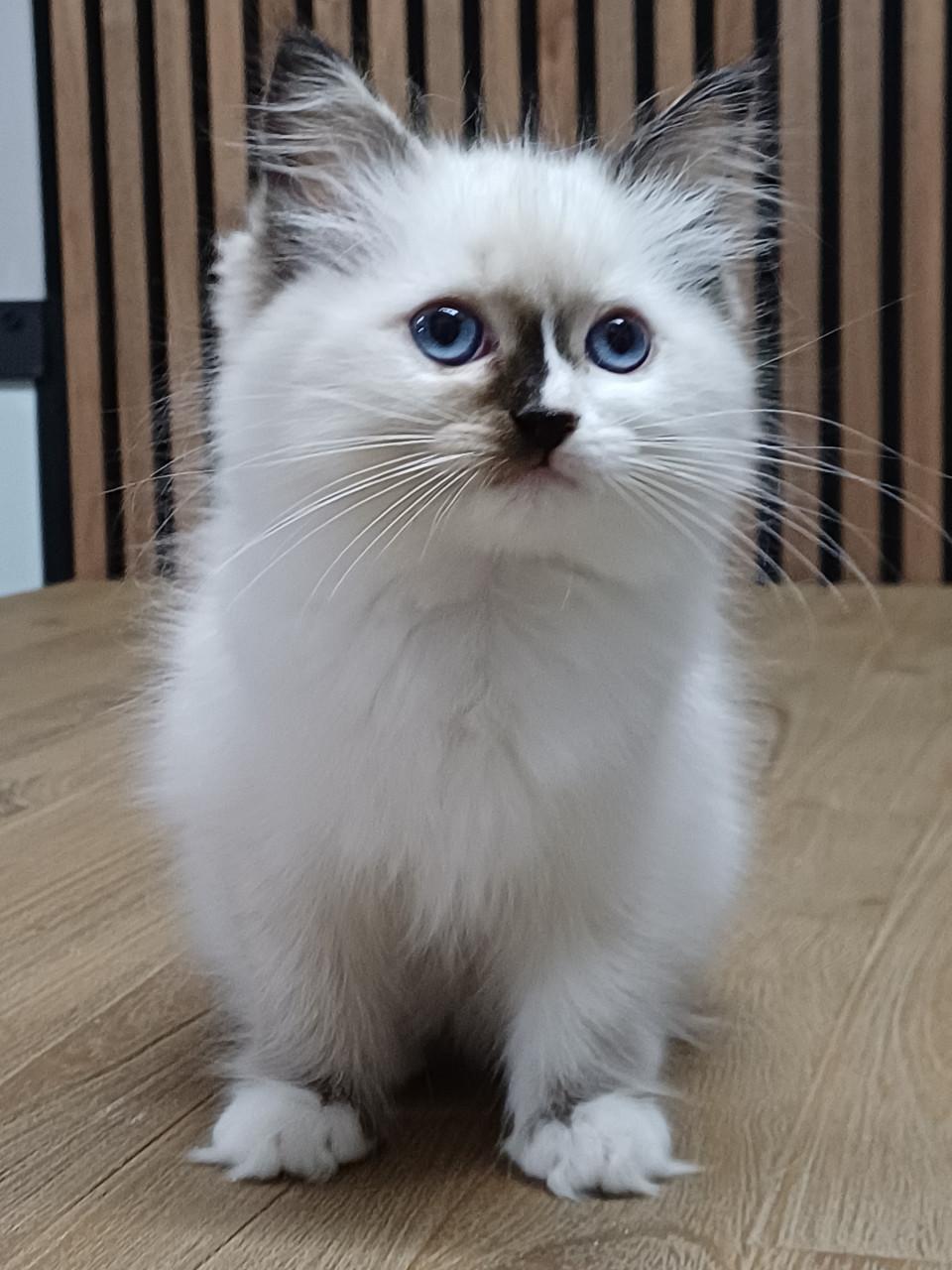 Prachtig Ragdoll poesje met stamboom mag verhuizen.