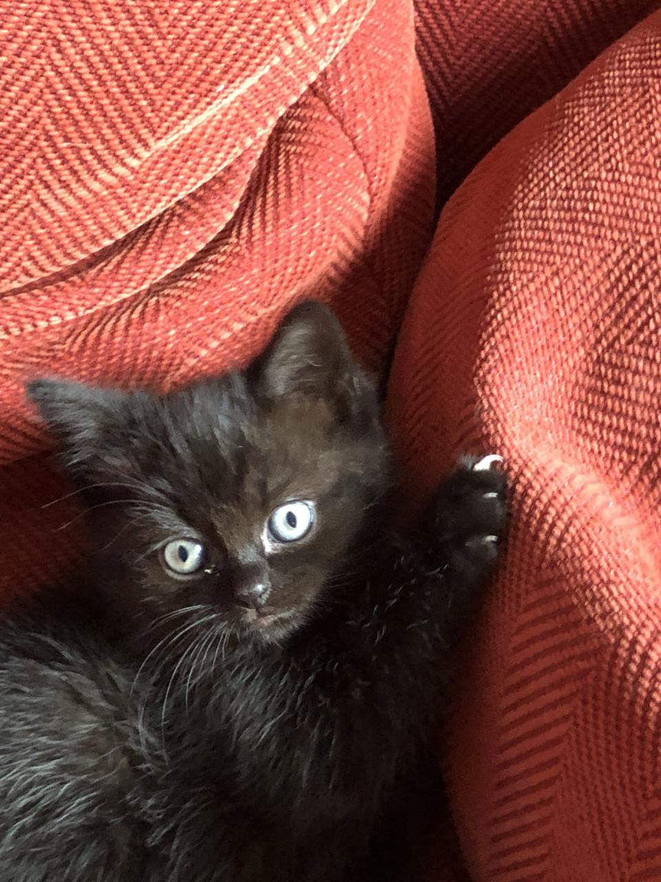 Lieve kittens