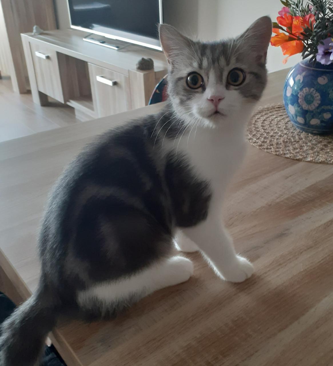 Brits korthaar kater
