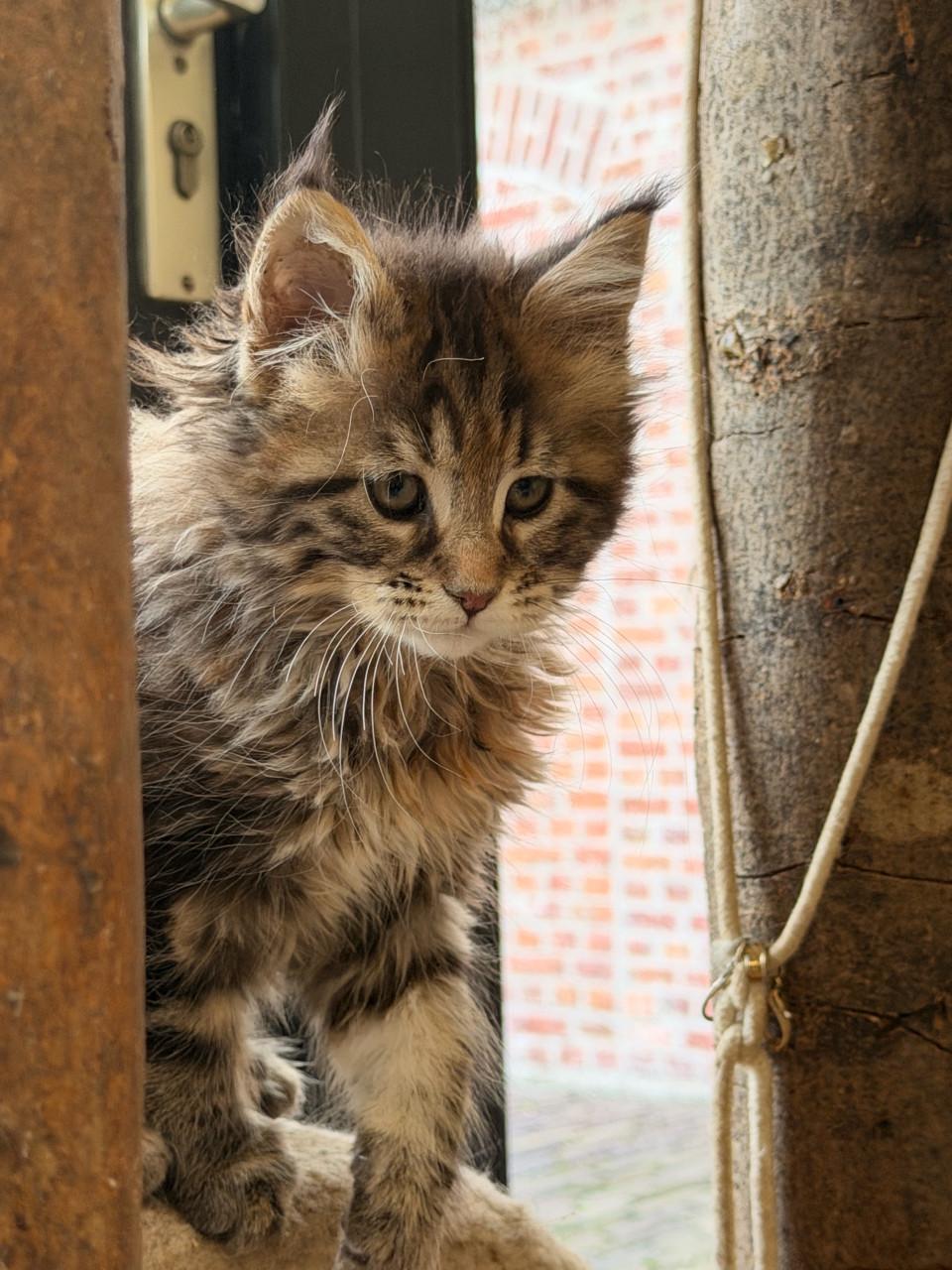 Maine Coon kitten