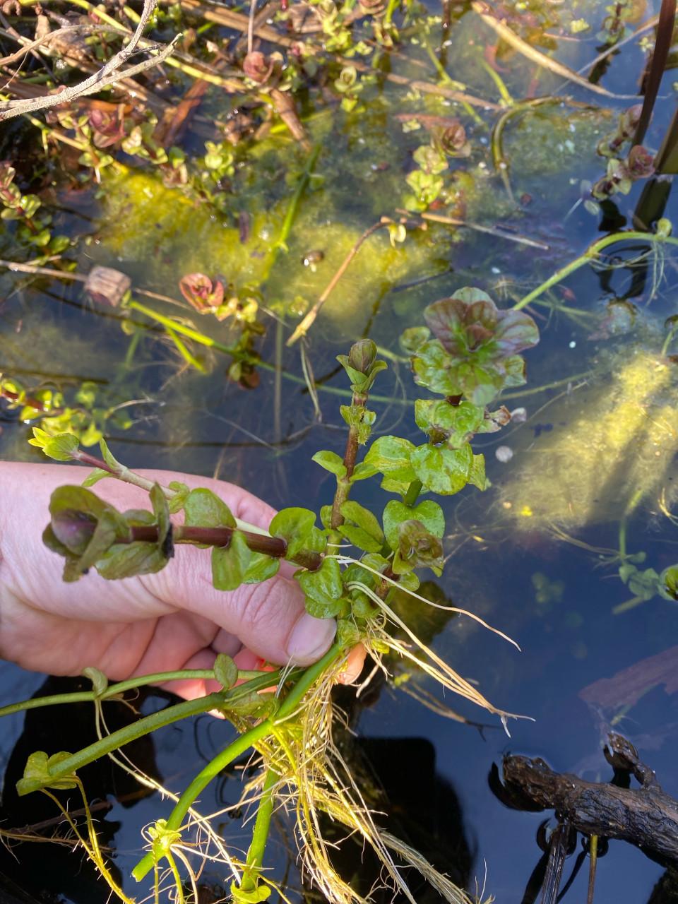 Watermunt biologisch