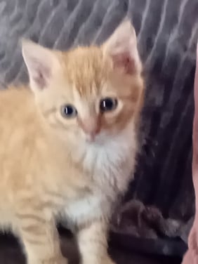 Lief katertje