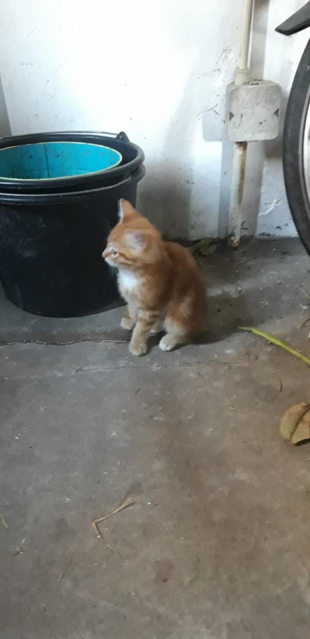 Klein rood met beetje wit  poesje te koop