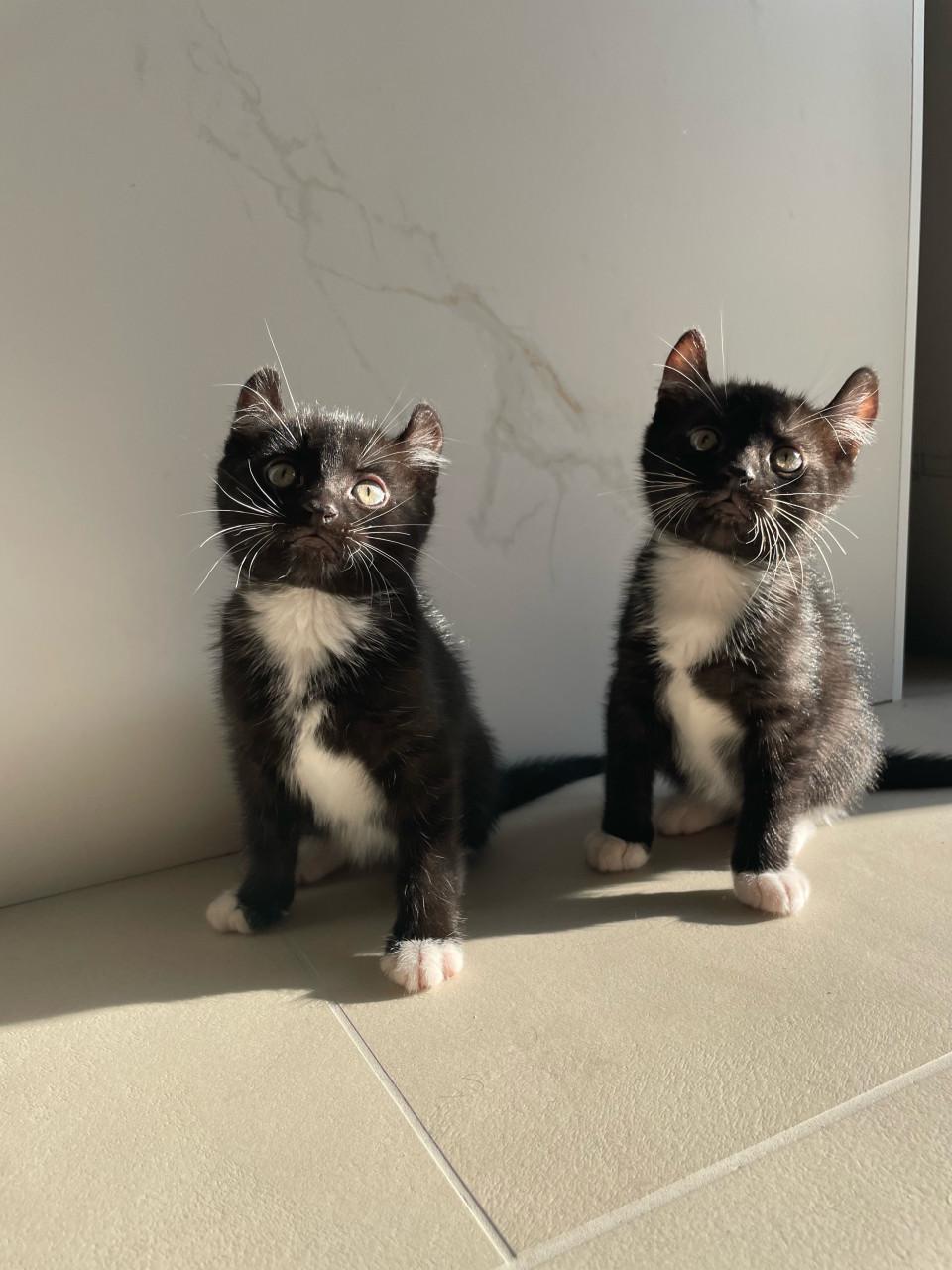Kittens