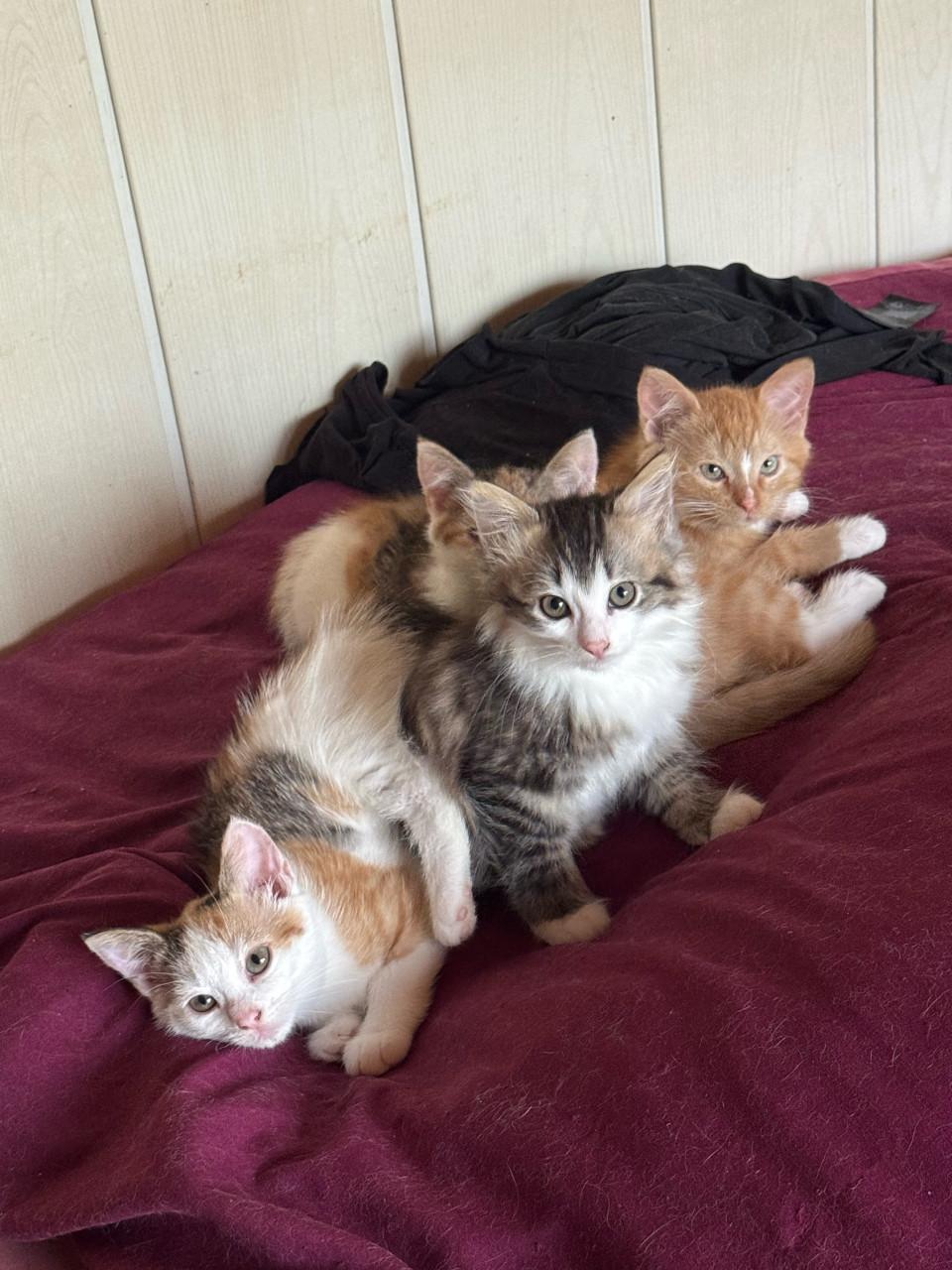 Kittens pers/maincoon