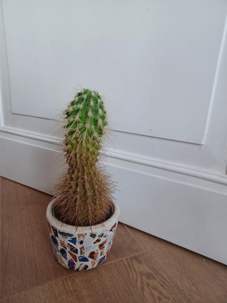 Cactus
