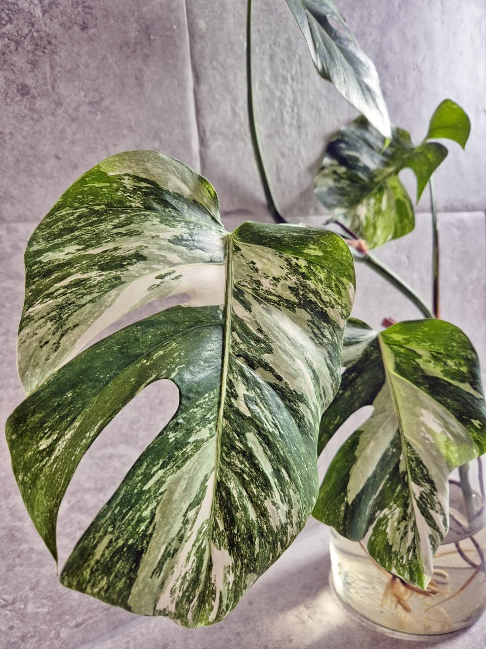 Monstera Albo varigated topstek zeer goed beworteld