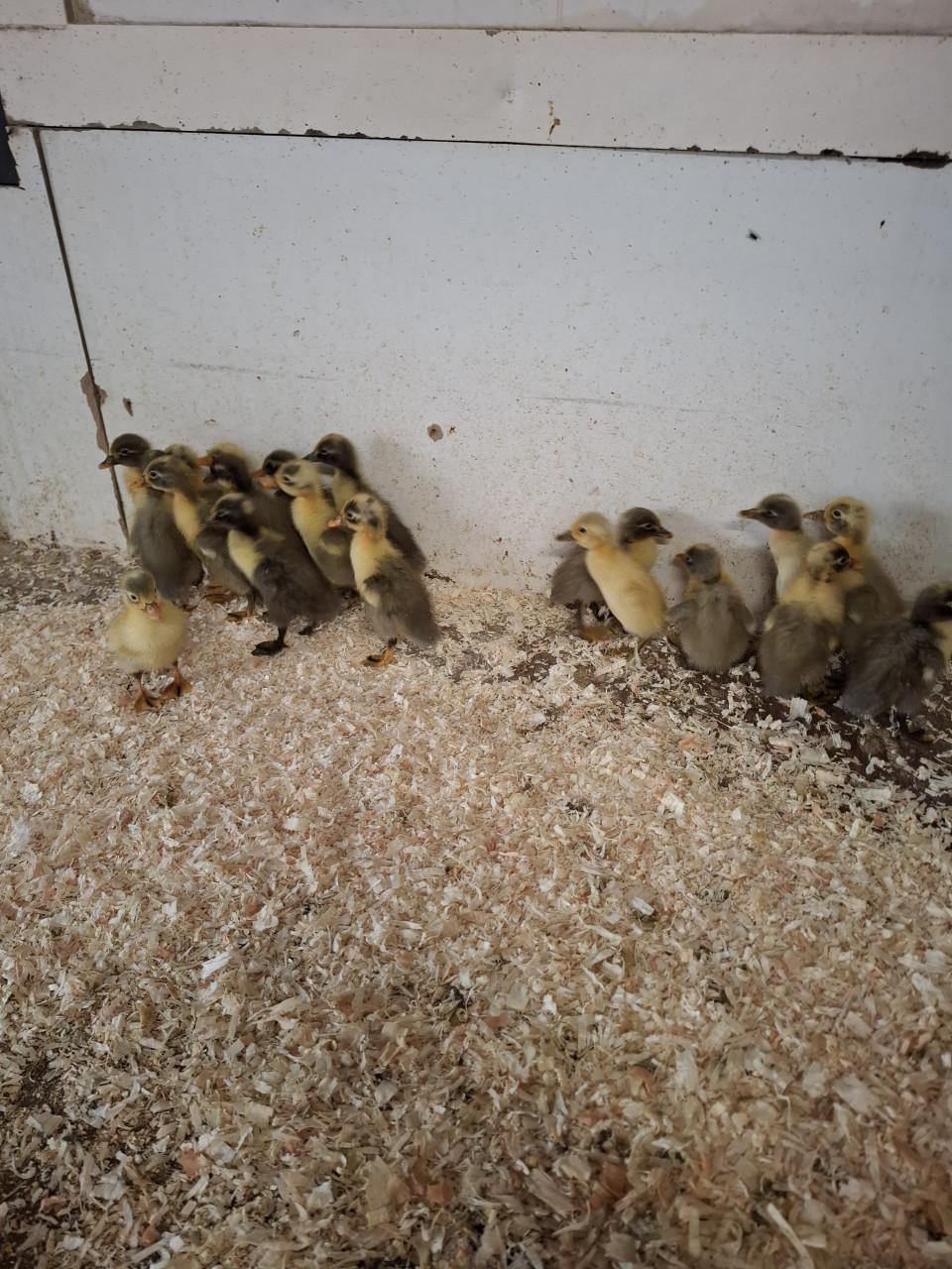 Jonge indische loopeendjes