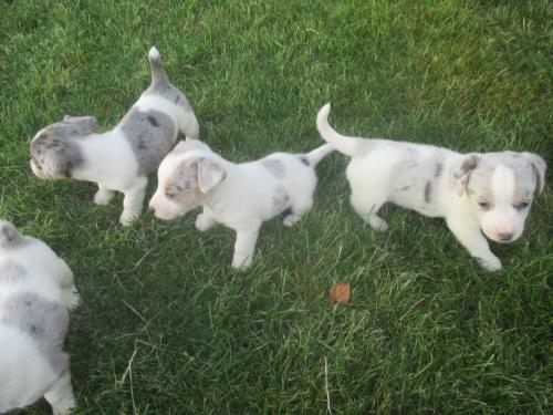 Supermooie jack russell pups.