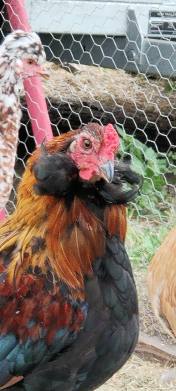 3 bol Araucana hanen raszuiver