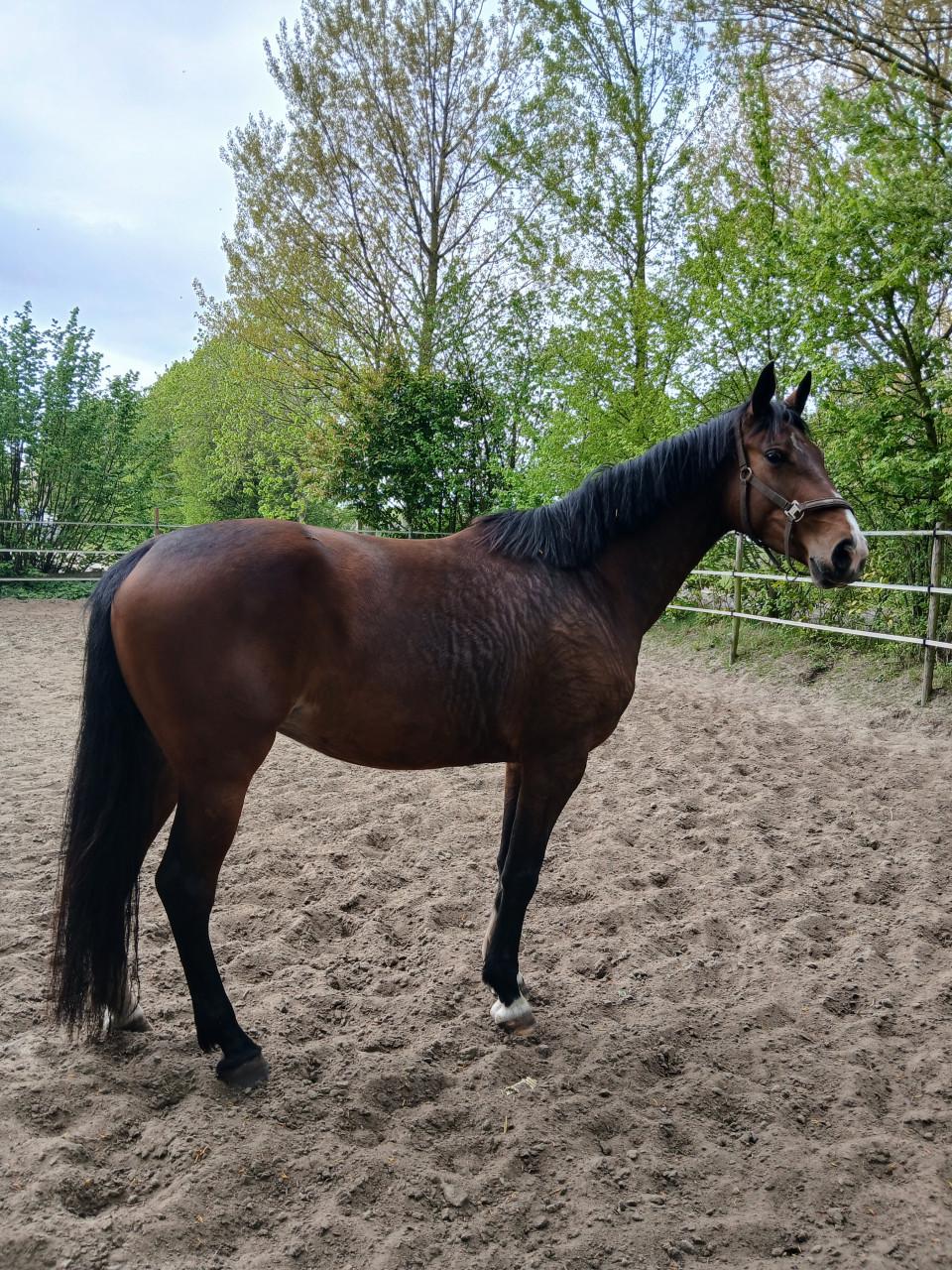 Nugtere en zeer makelijke merrie-5 jaar stokm.175-aangereden.