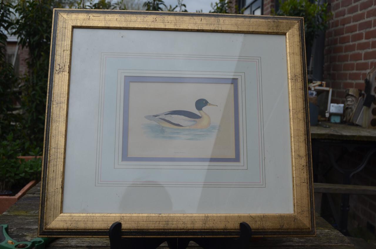 Fraaie handgekleurde litho 'Goosander' (Grote Zaagbek) 1868