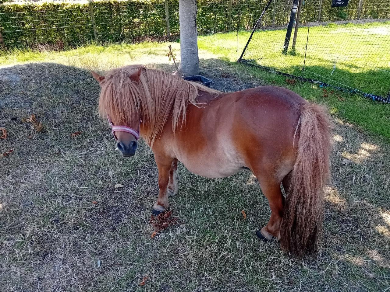 Lieve shetland pony