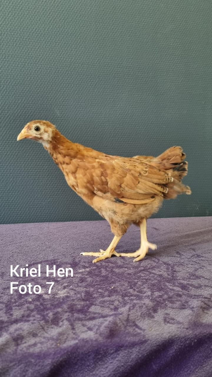 Kriel kuikens