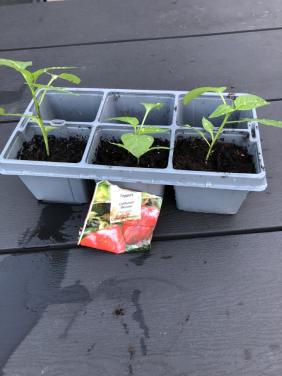 Te koop paprika plantjes.