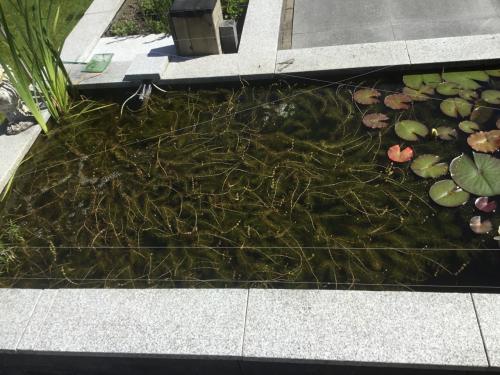 Zuurstof planten voor in de vijver