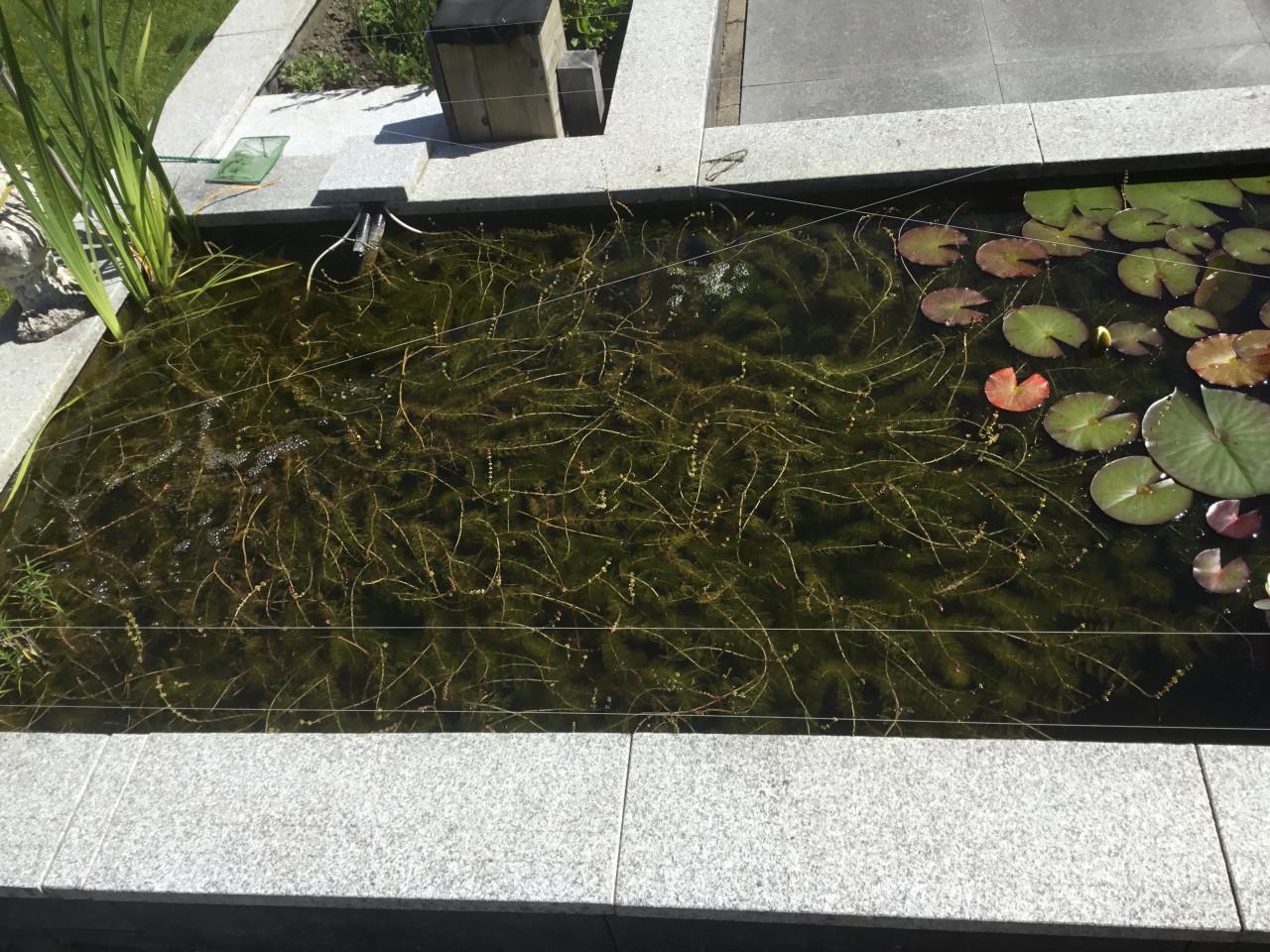 Zuurstof planten voor in de vijver