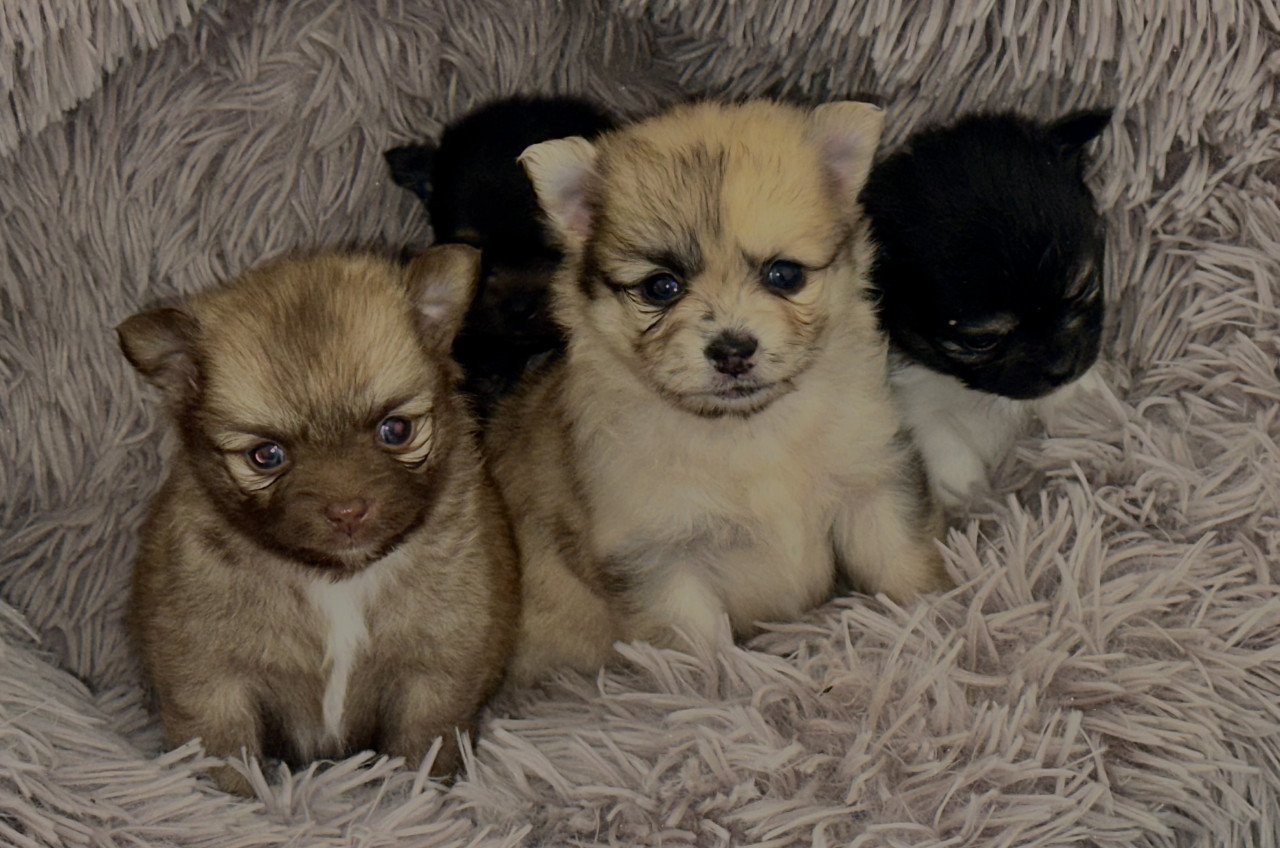 Pomeriaan pups