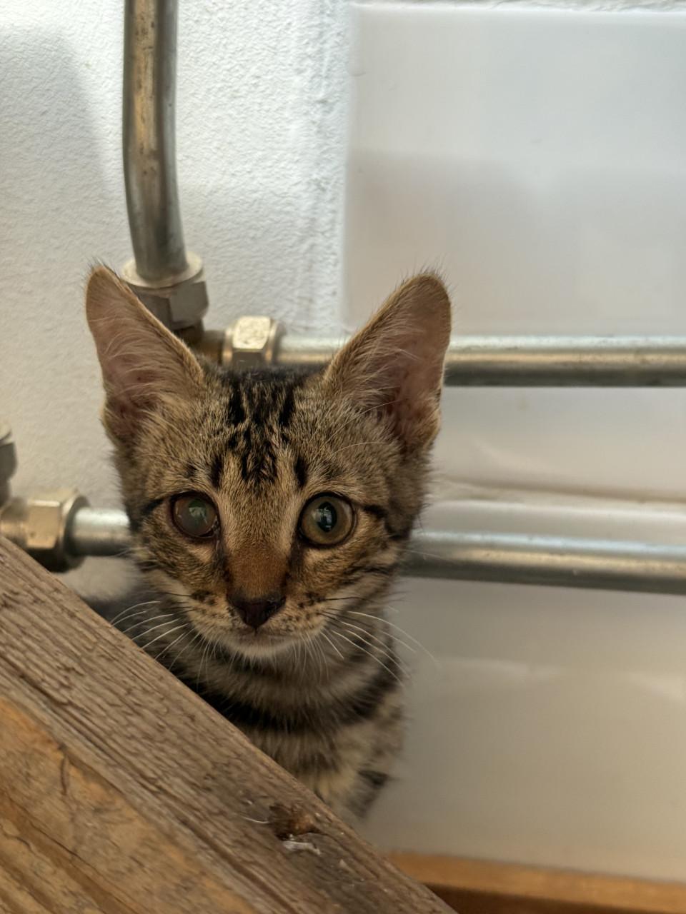Kittens