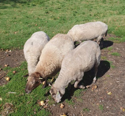 Schaap schapen ram ooi