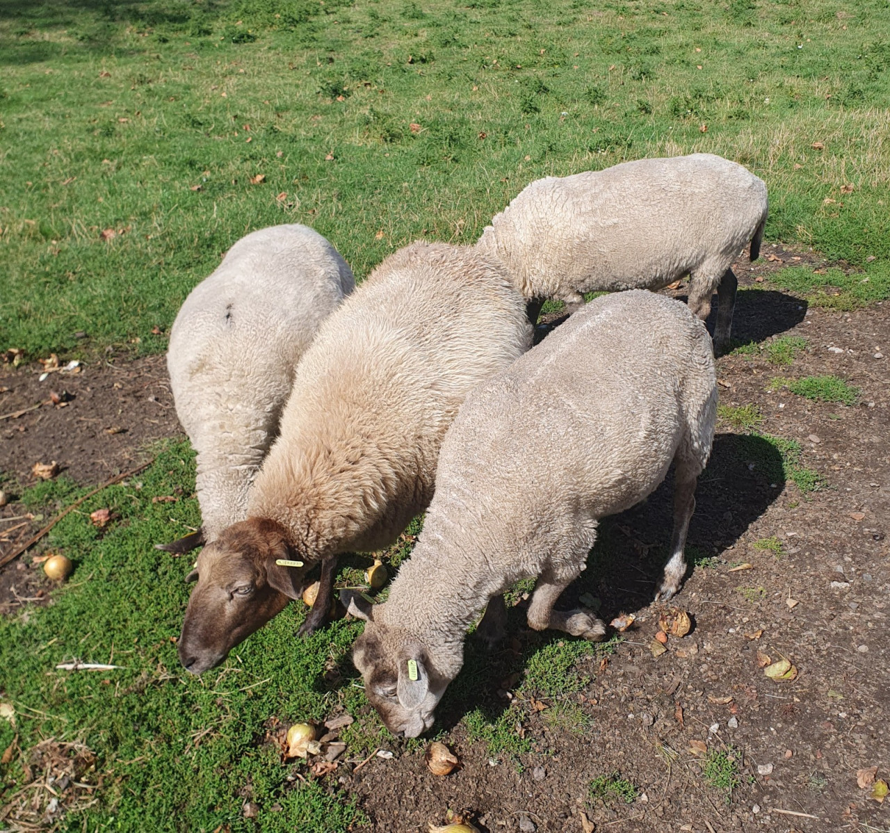 Schaap schapen ram ooi
