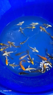 Butterfly koi