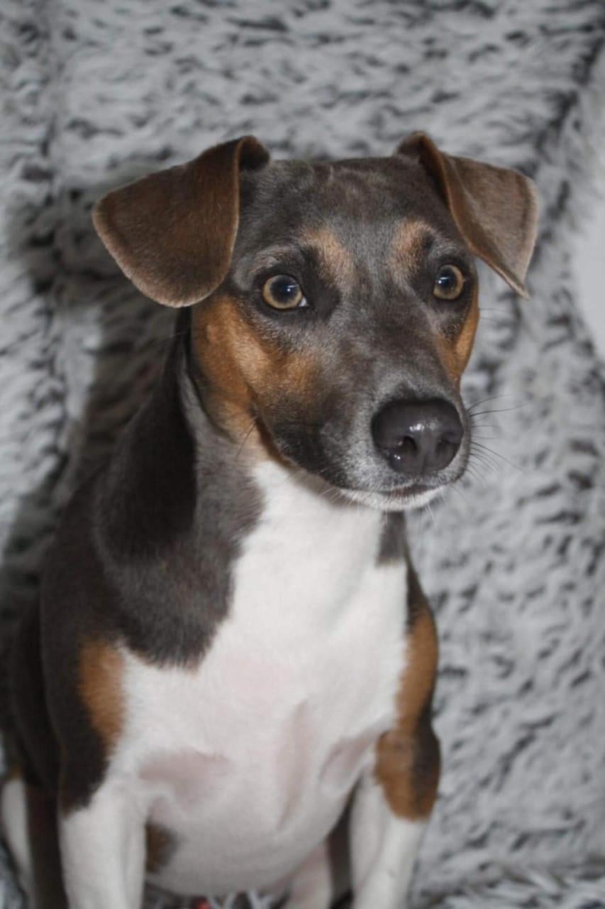 Lieve jackrussel pup