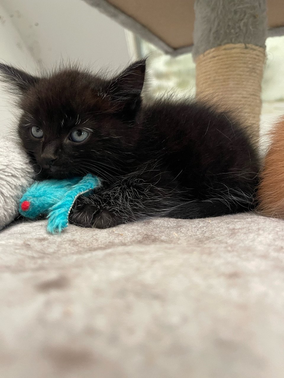 Langharige kitten
