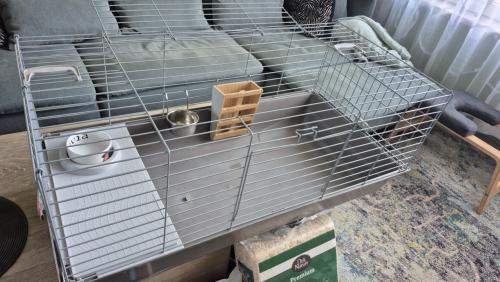 Kooi (cavia's)