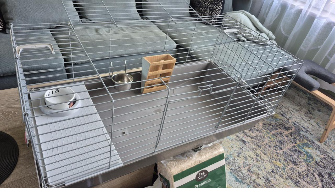 Kooi (cavia's)