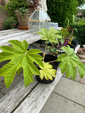 Chinese papierplant